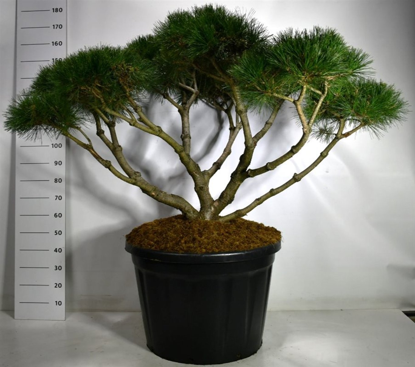 Pinus 'Marie Bregeon' - 125-150 CM Bonsai Cont.